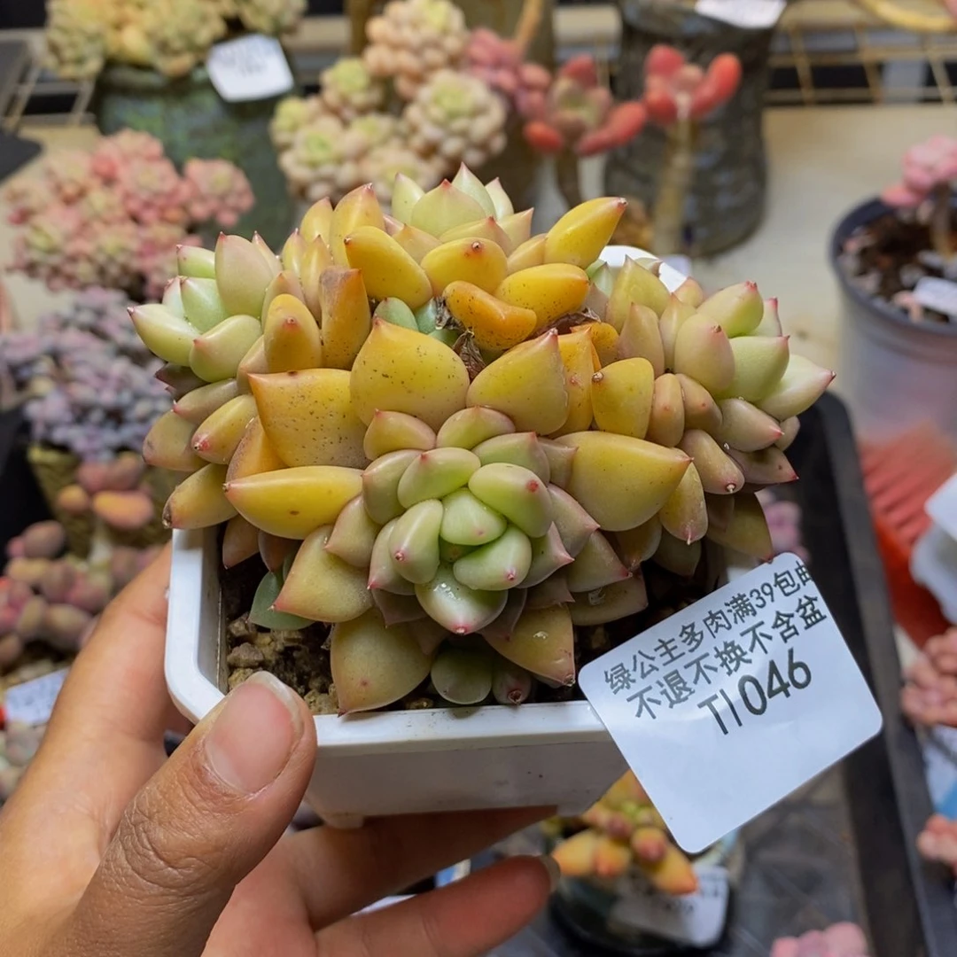 046黄金象牙多肉8c m