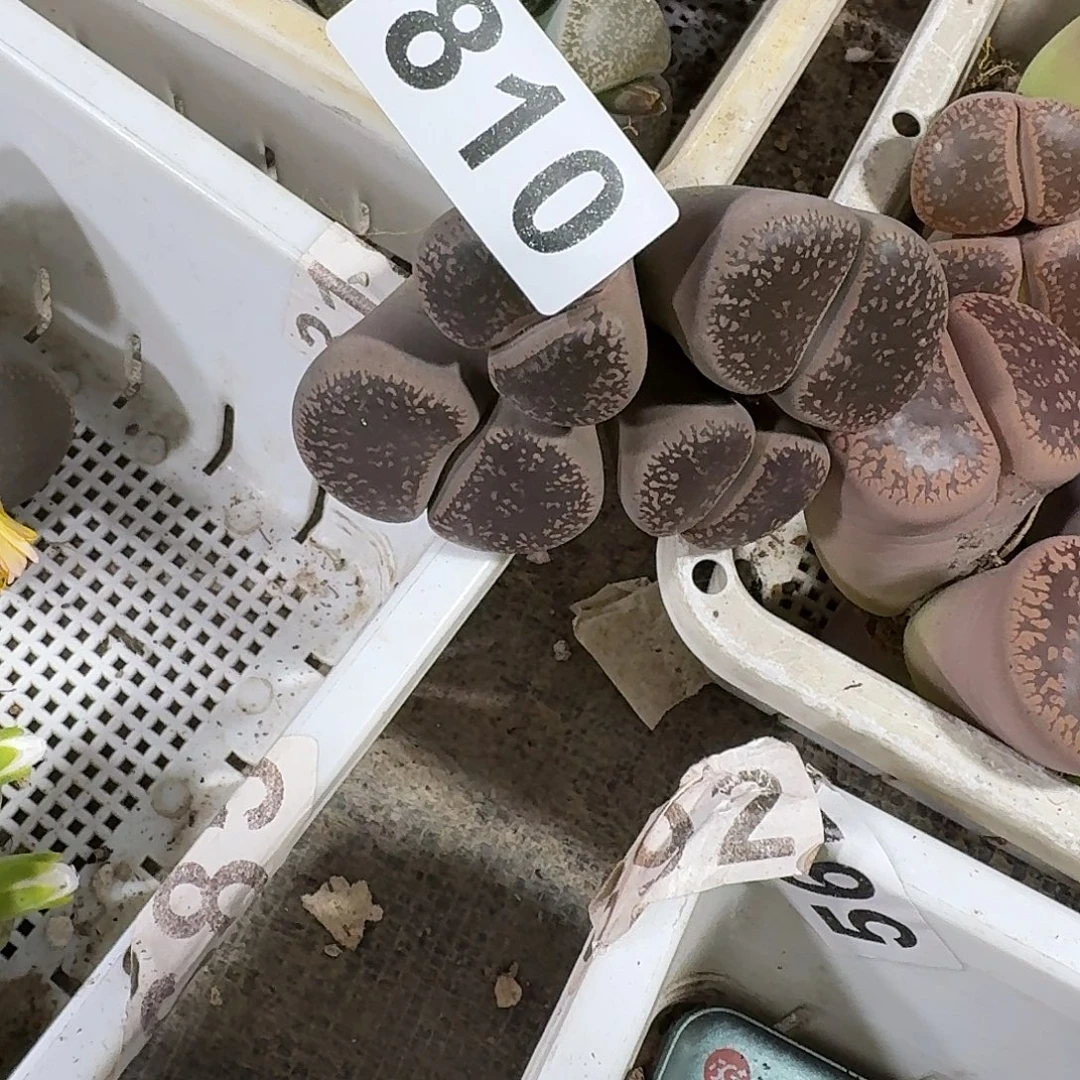 火***麟生石花一物一拍810