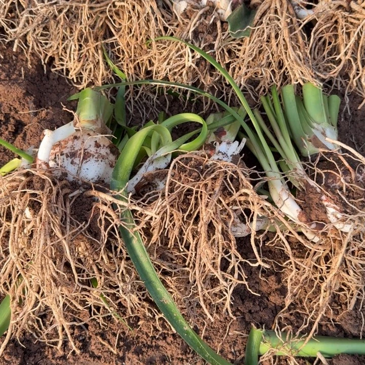 当前无花栽培后可以开花魅影重重9+开花球闪购