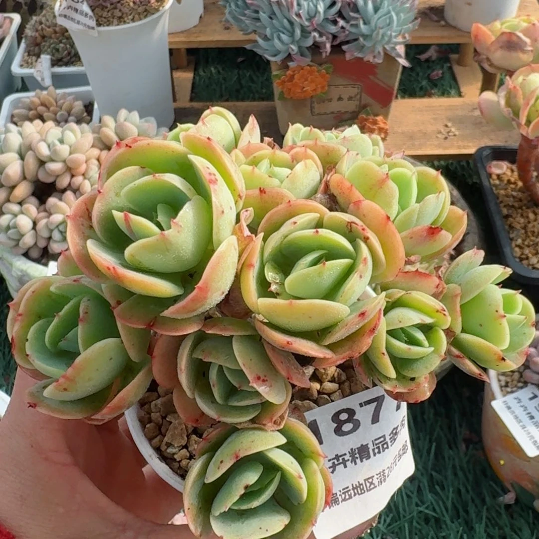 1877一物一拍（满28包邮）