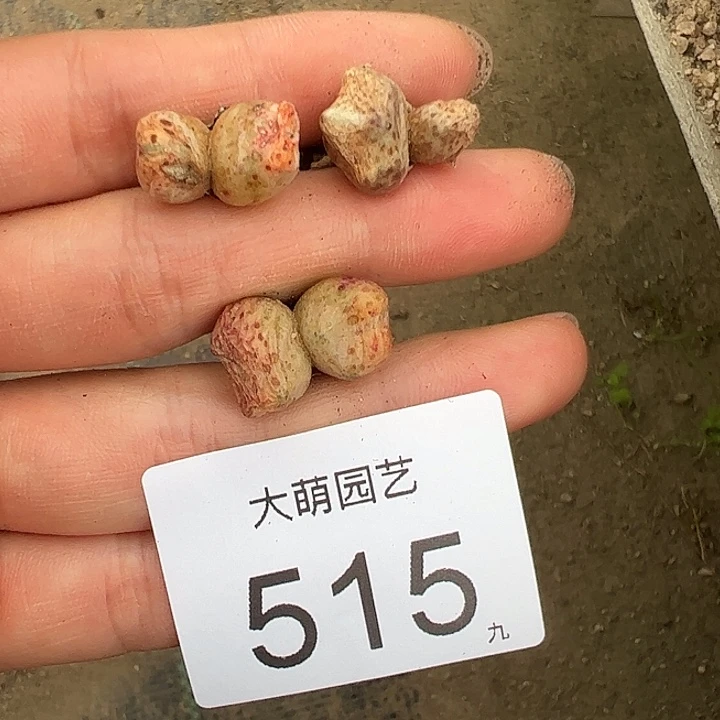 0000515以下一颗红头斑马