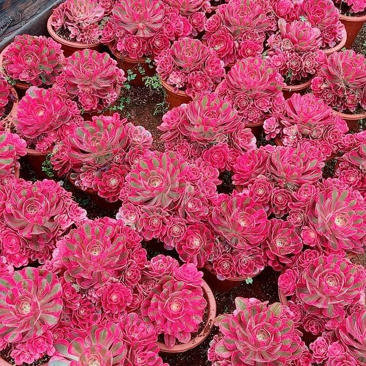 粉女巫多肉植物大战僵尸