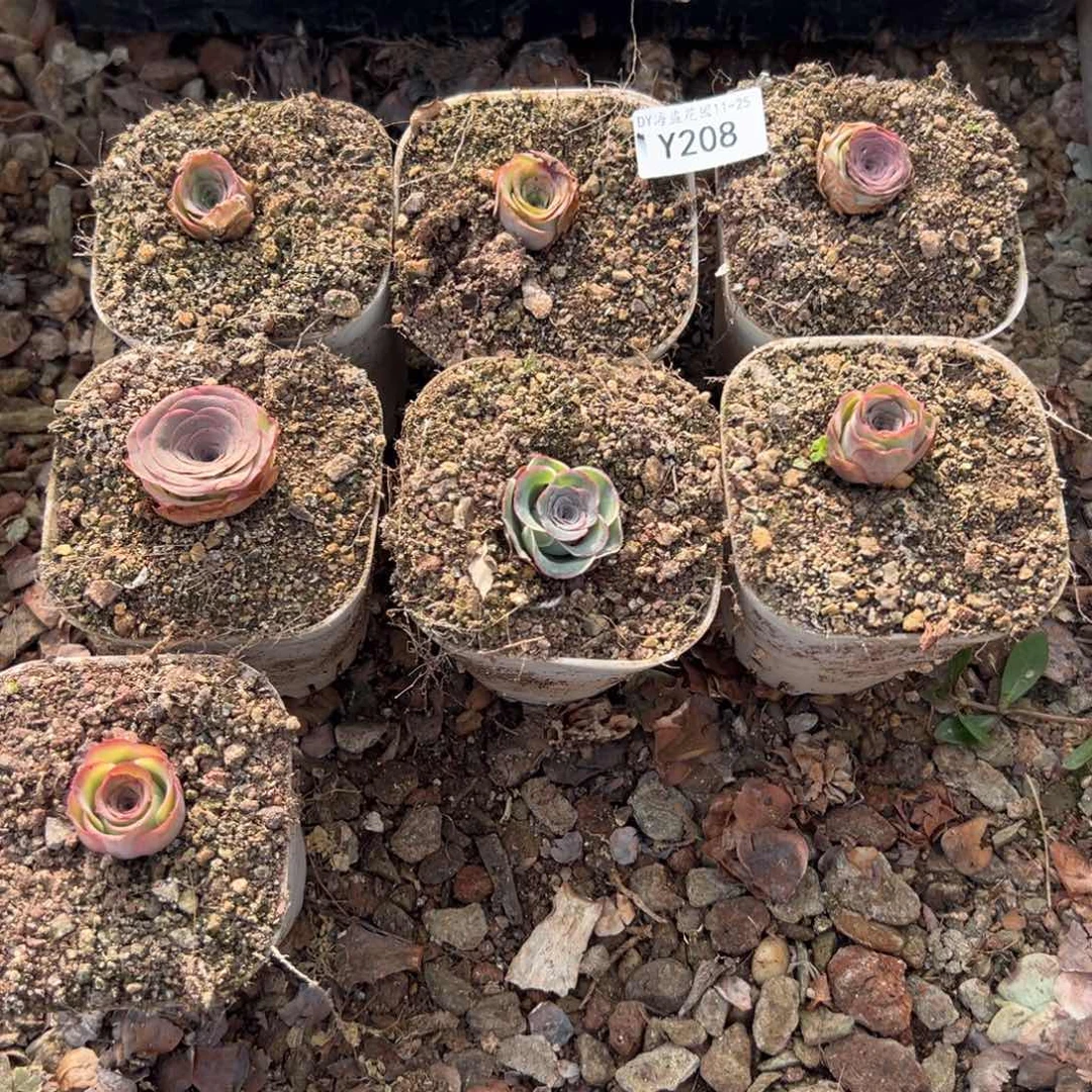 尘***c杨208 不知名7颗