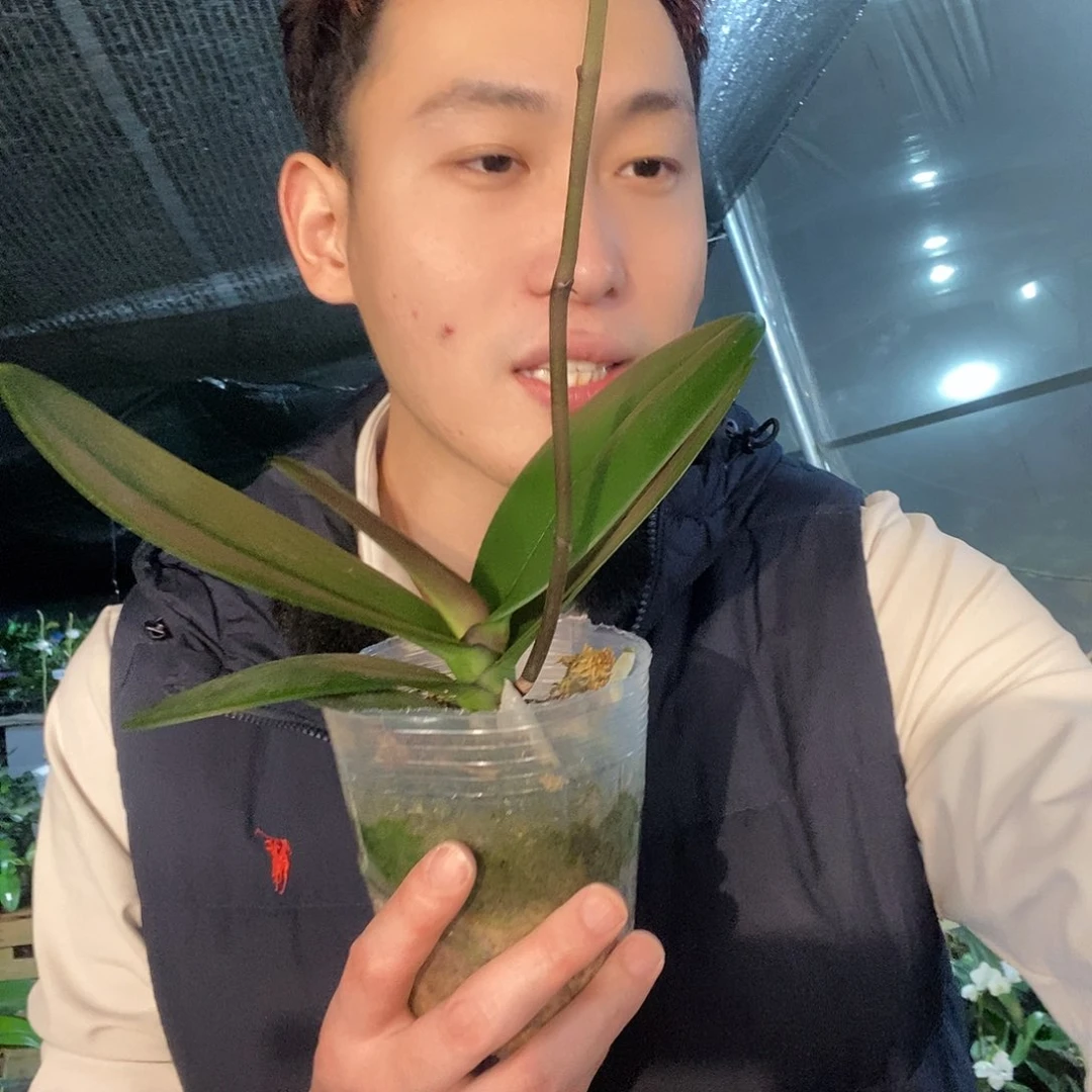 无花朵霞光带花剑