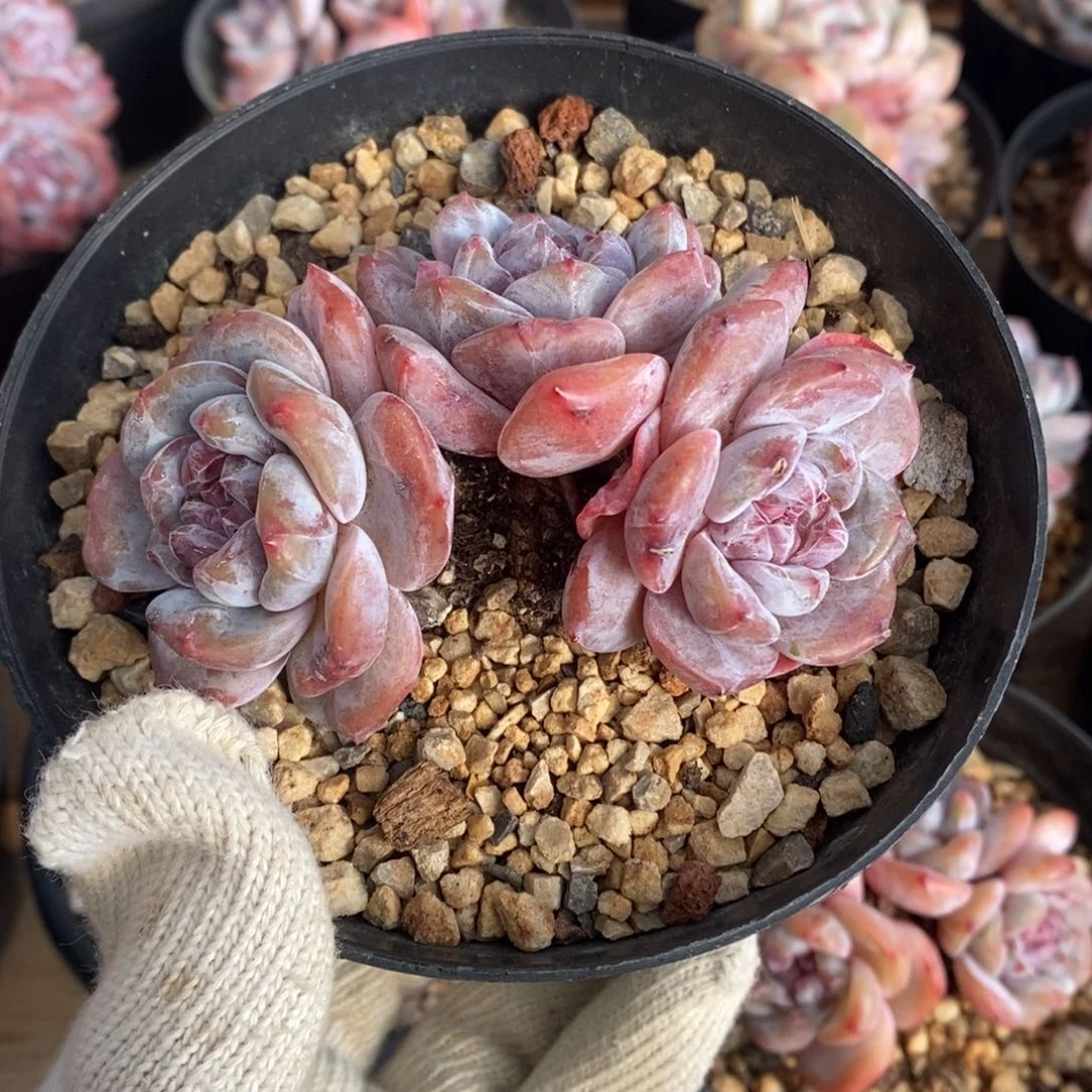 三头趴地紫心哈哈哈