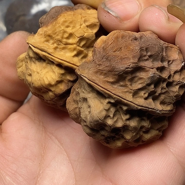 文玩核桃把件云南铁核桃46号43mm