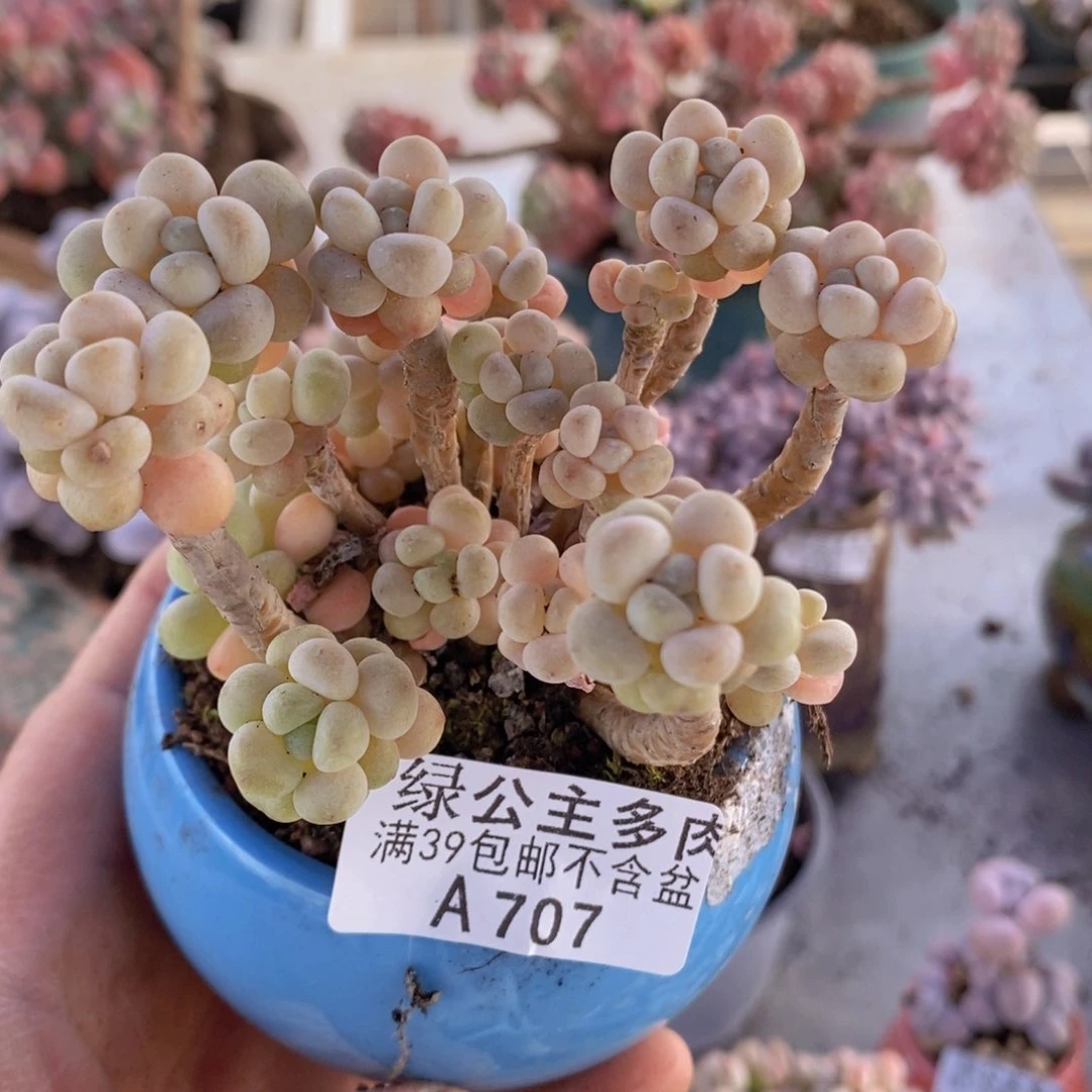 花朵鱼子酱老桩7cm707多肉植物