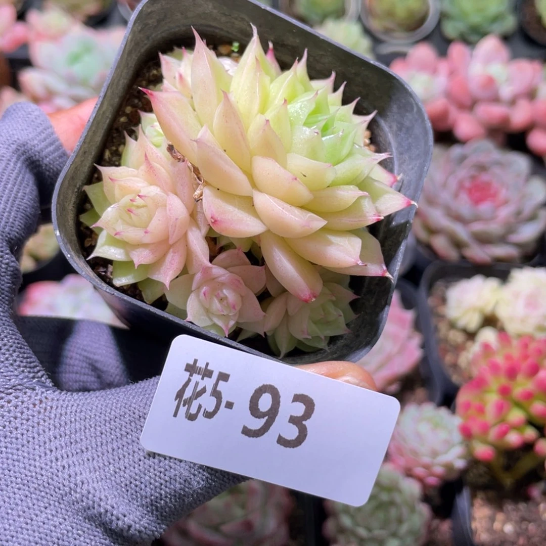 花利美 5-93麦秆群