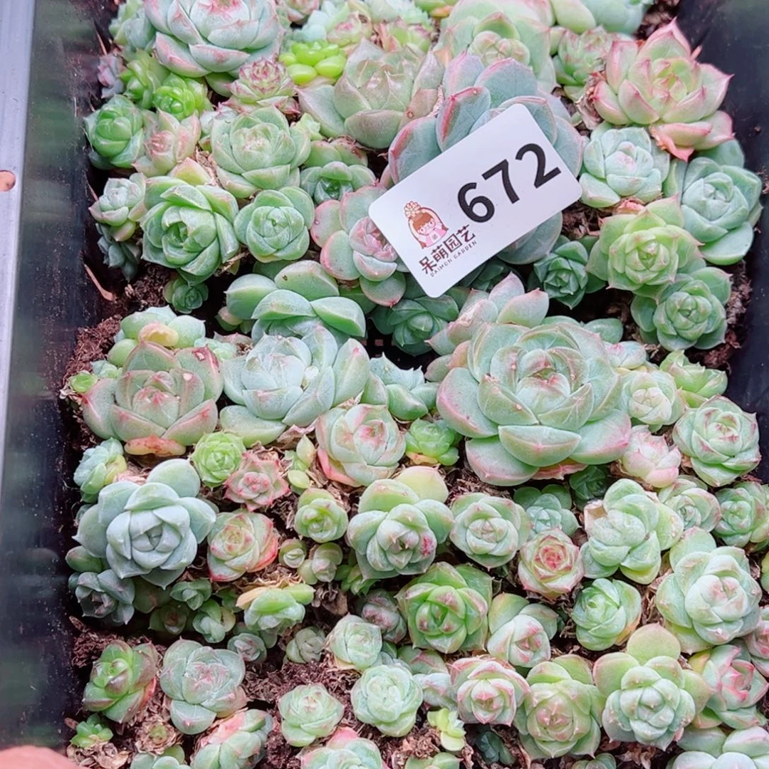 元***后多肉植物多肉植物