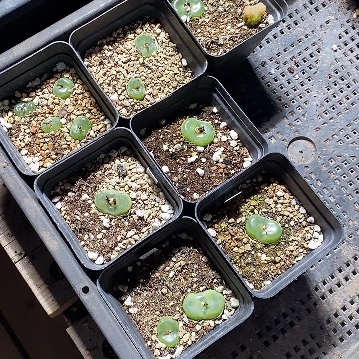 璐***️30342。   一组水晶鞋。