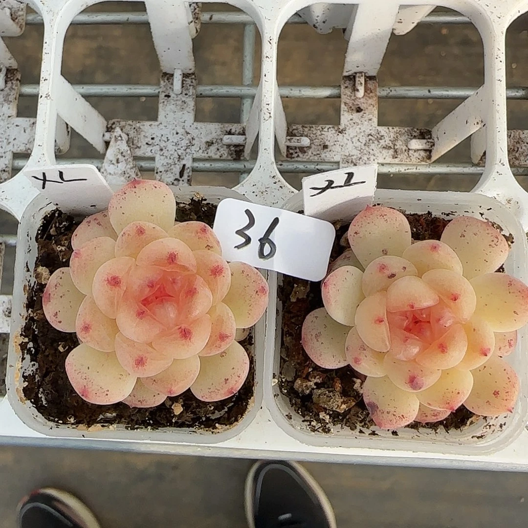 36福利甜心相柳单头随机发货