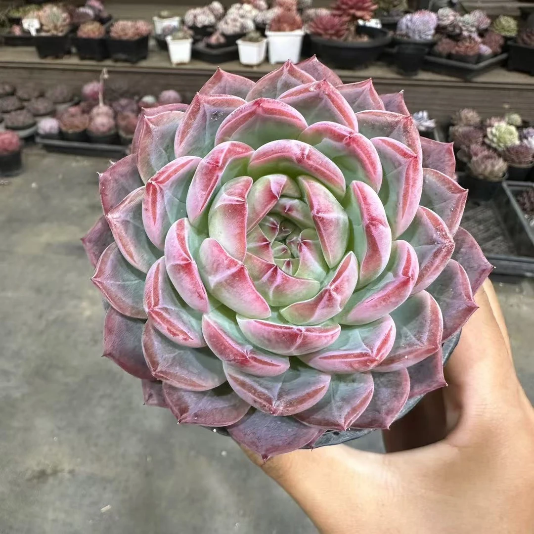 10#红鸾批发版多肉植物前男友精品多肉 A491