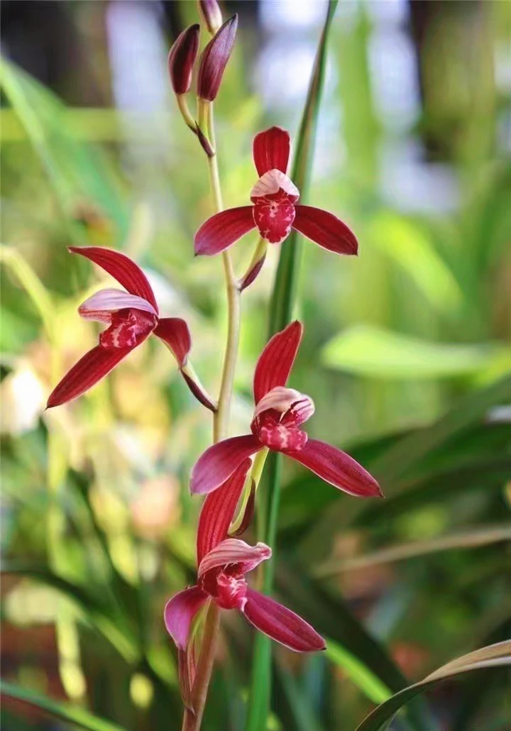 【鼎诚静兰谷】建兰暮山紫铭品国兰