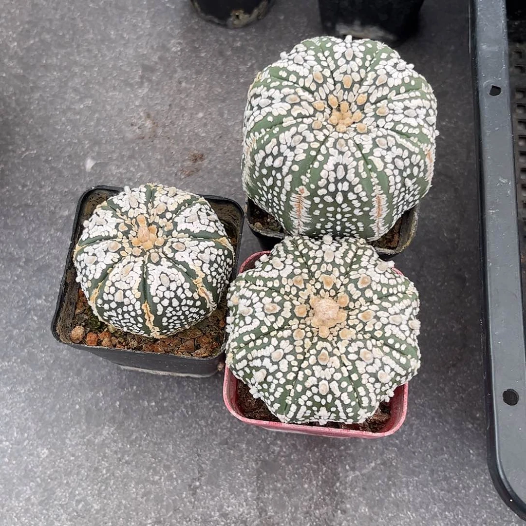 分***乐仙人球实生兜海星