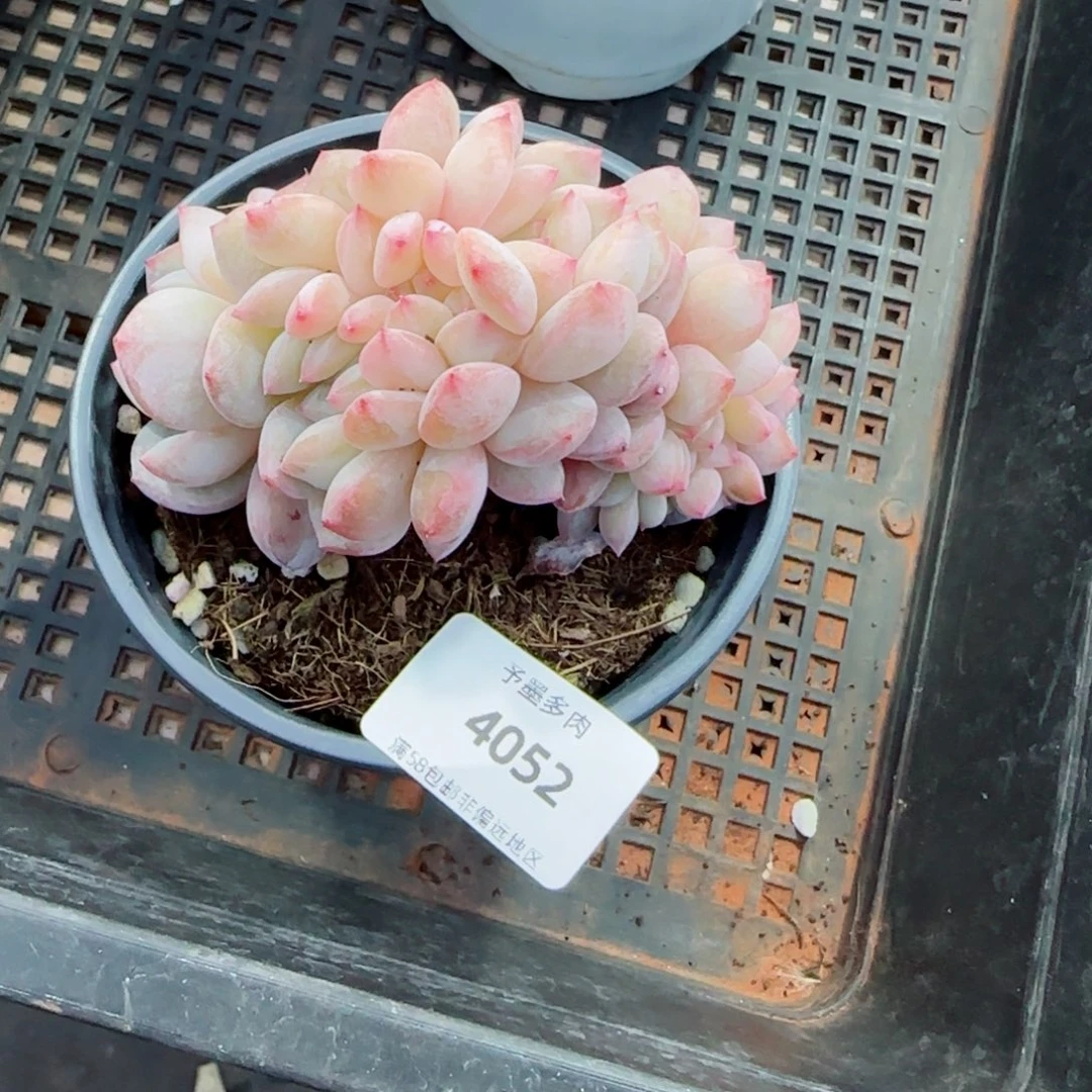 肥*诺橙子缀化，4052多肉植物