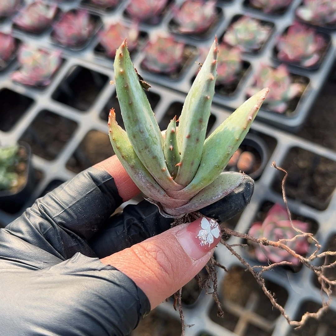 多肉植物好望角芦荟