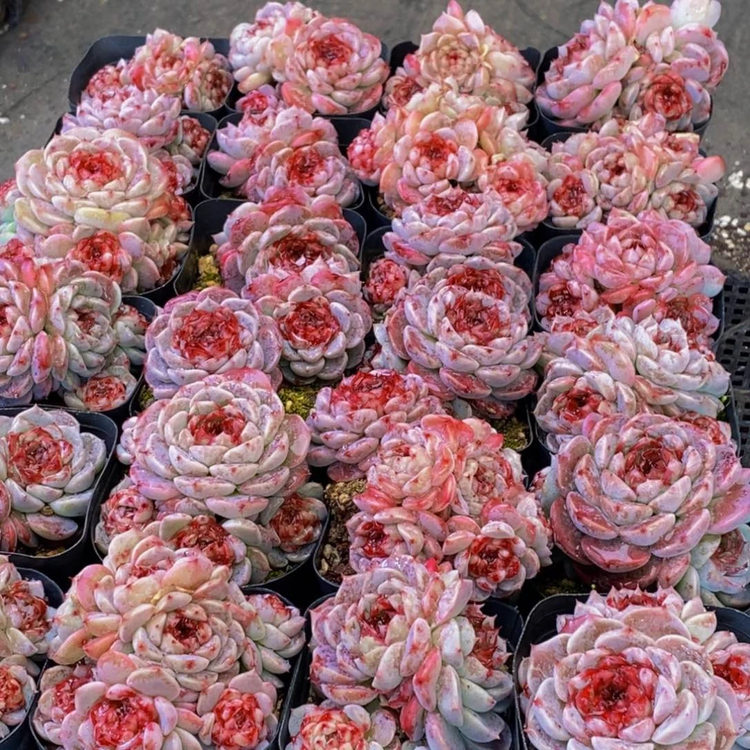 678多肉植物保护研究所所长助理研究员