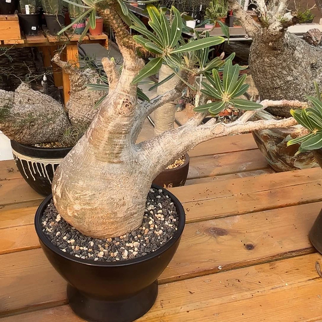 精品象牙宫，飘枝，