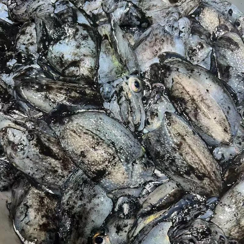 新鲜原浆墨鱼 5斤 5-6条