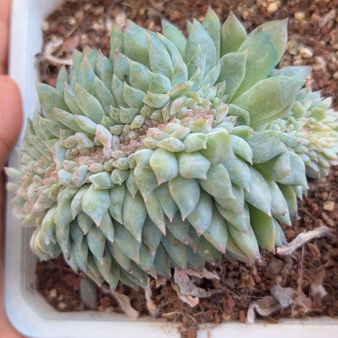 大**！新年快乐哟大家早安