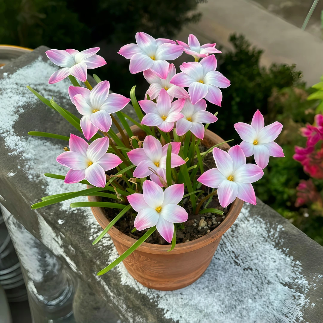 风雨兰【胖丽丽】种球风雨兰种球花卉大全阳台盆栽韭莲花苗四季开花