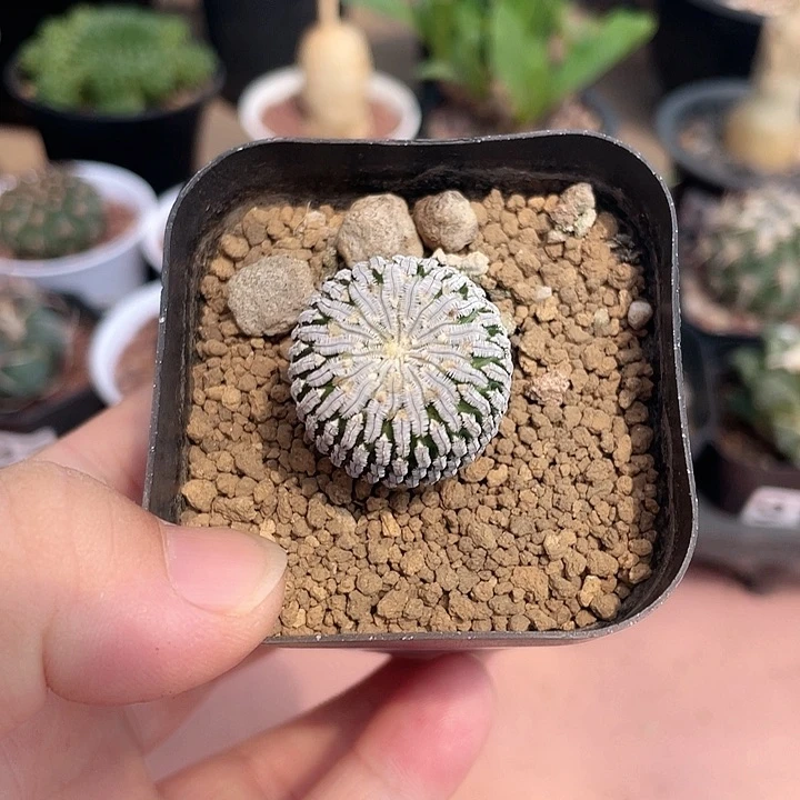 969精巧殿仙人球，