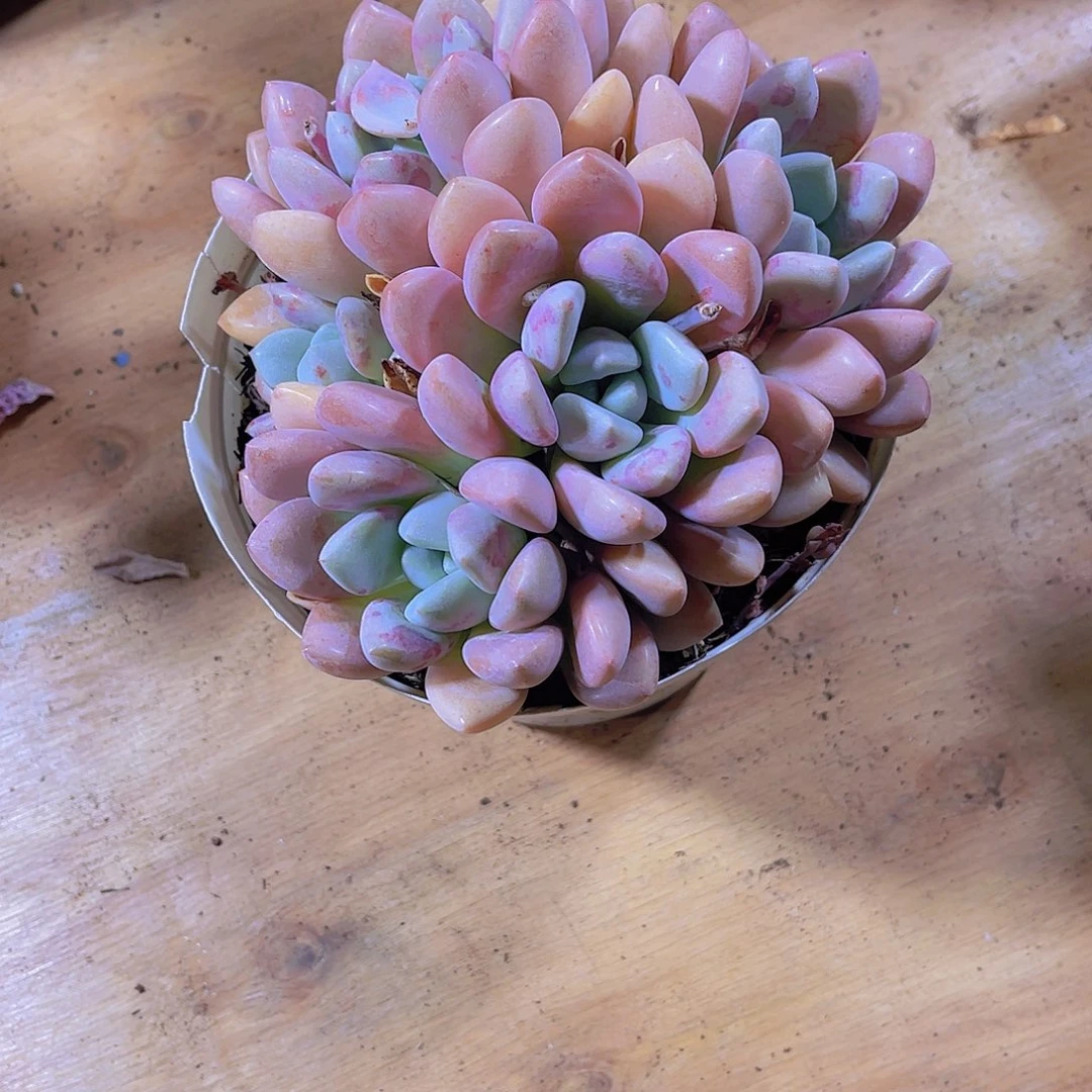 强***笑00000000000000322