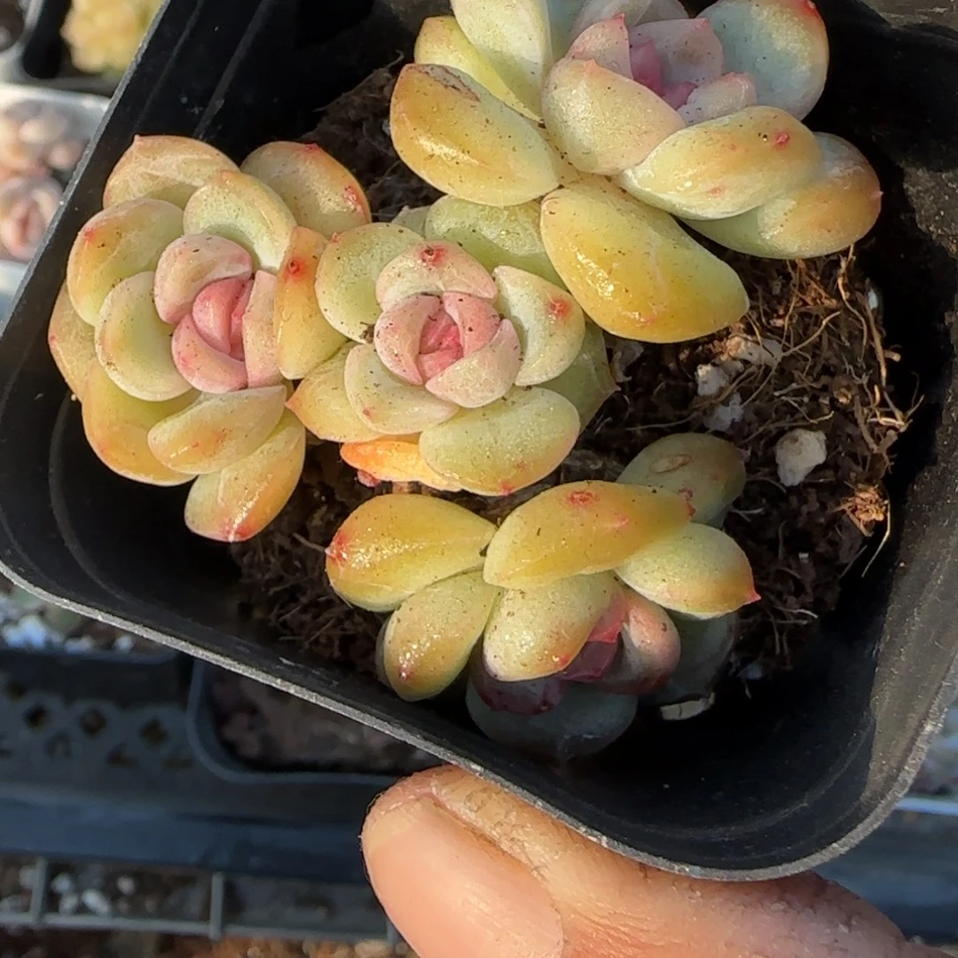 多肉小卡拉米糖心一物一拍