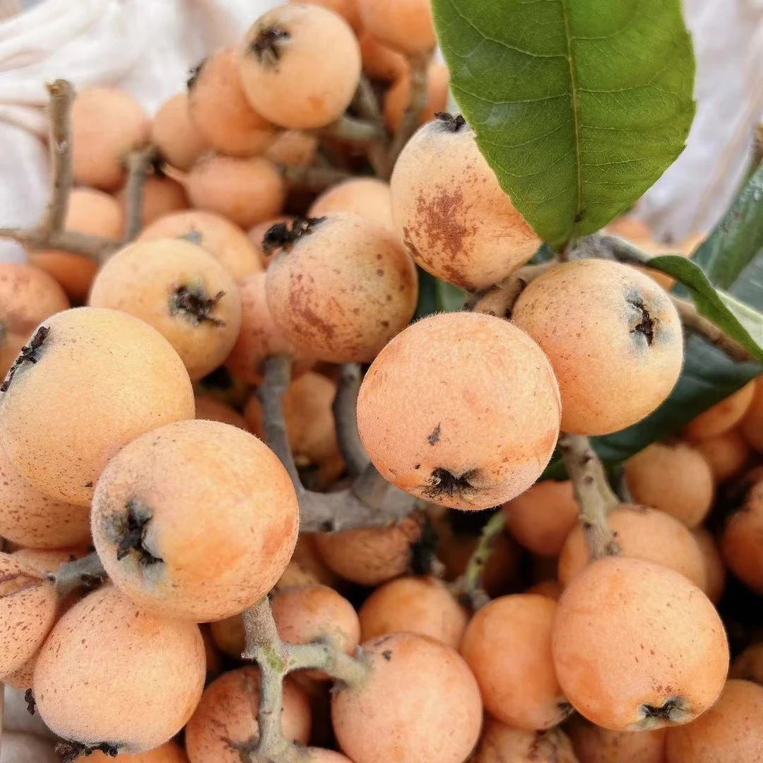 云南高山枇杷新鲜枇杷现摘现发甜枇杷新鲜