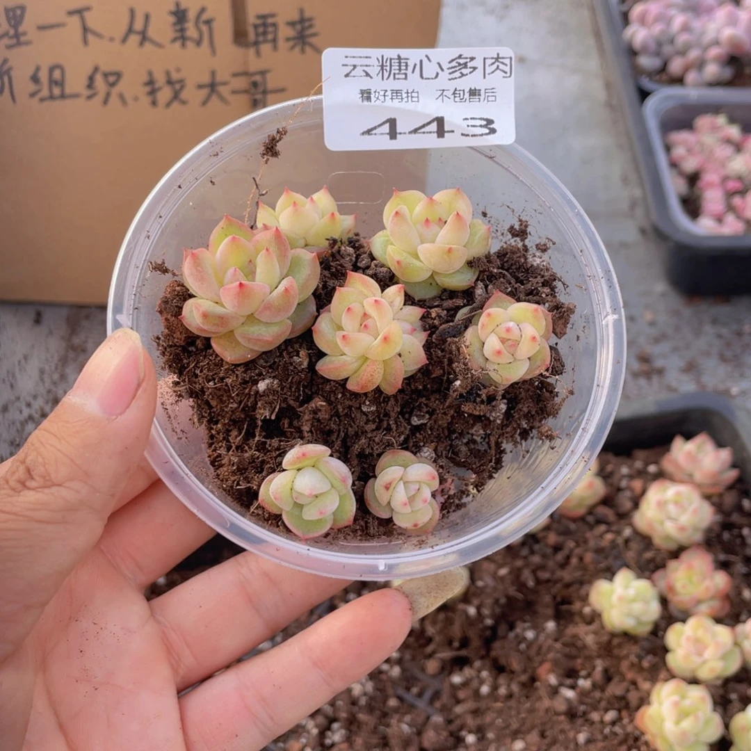云糖心多肉植物443