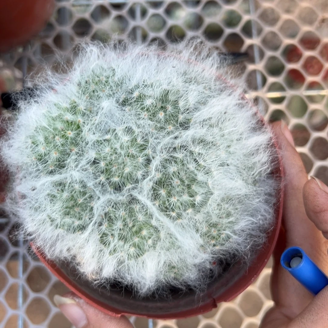 老***楷已清。。 零零落落 零零落落