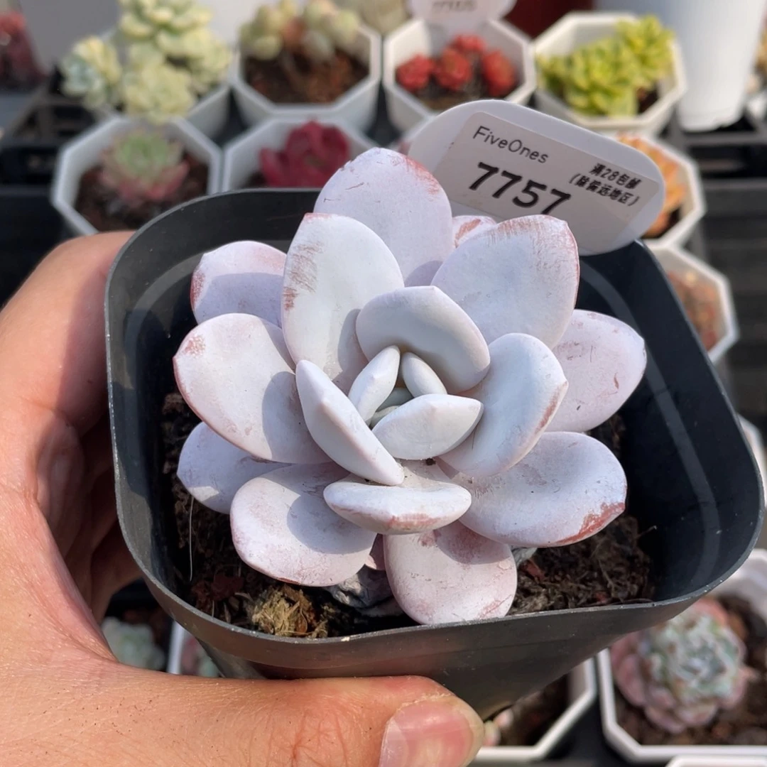 雪莲7757-7.0厘米
