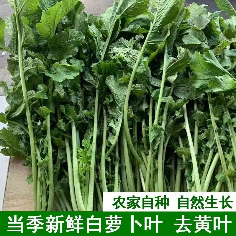 【萝卜叶子】露天生长萝卜茵茵做酸菜咸菜新鲜采摘