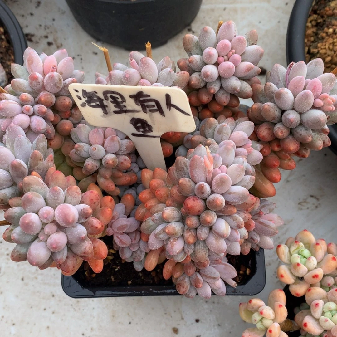 大群婴儿手指727272727