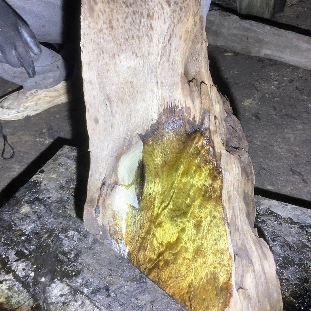 C****o金丝楠阴沉木毛料