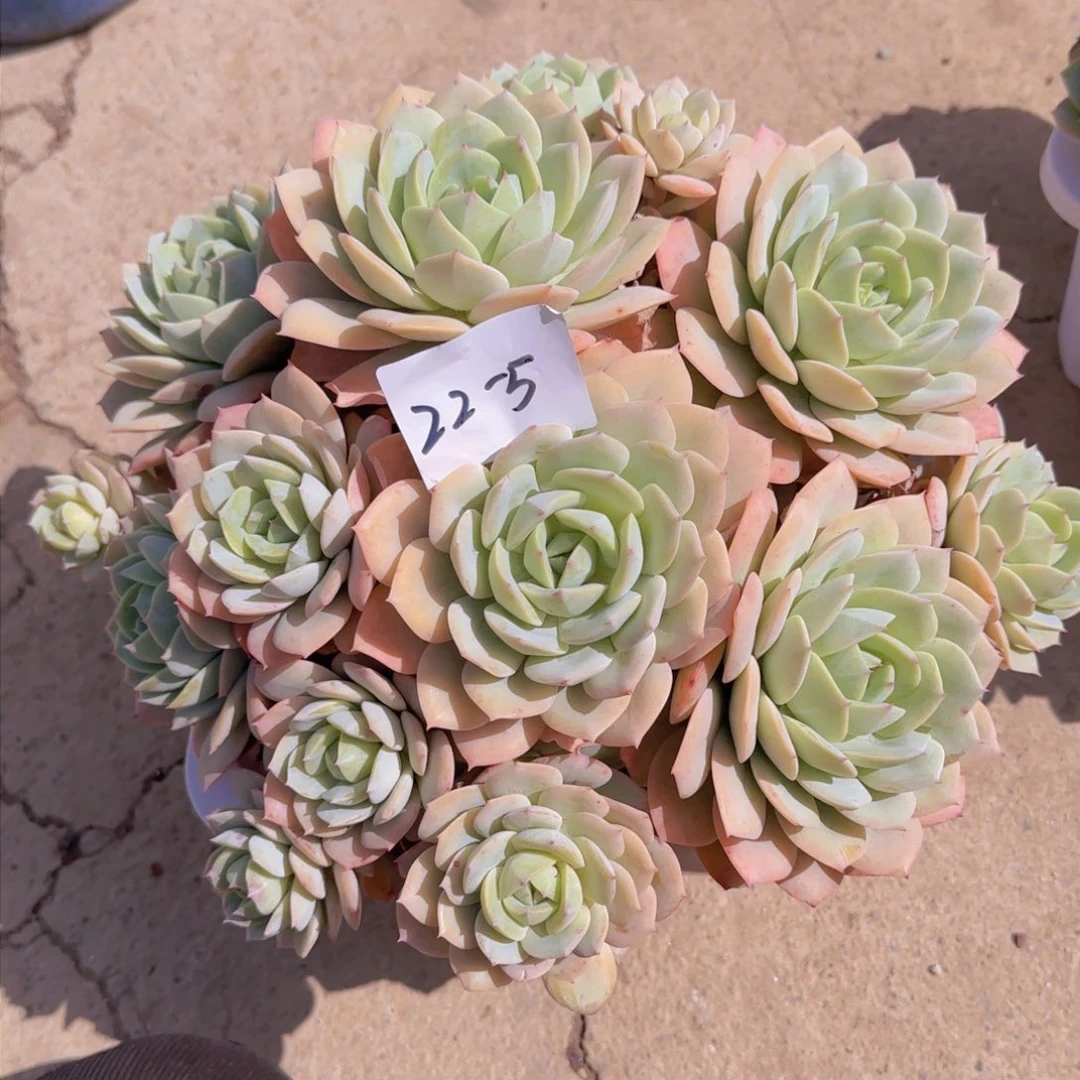 2205恋曲多肉植物