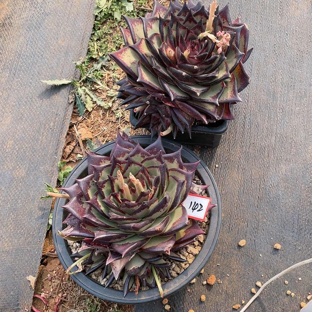 东云组拍142（西藏、新疆、内蒙不包邮）