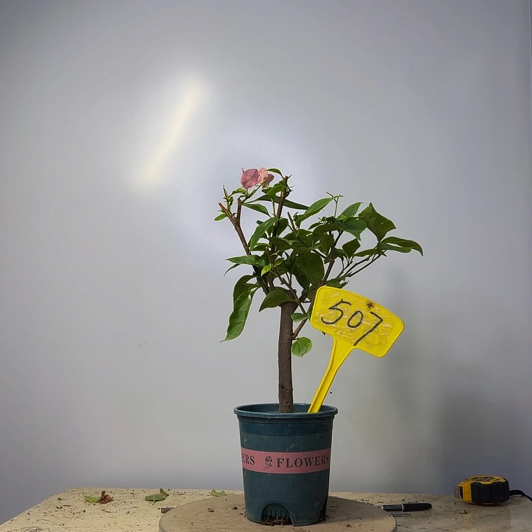 当前无花栽培后可以开花  粗杆 橙粉公主  507