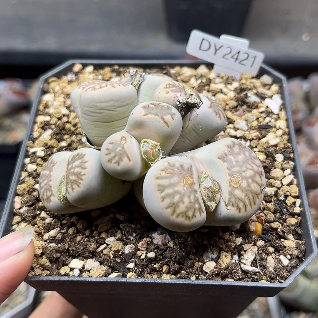 一物一拍菊母本2421