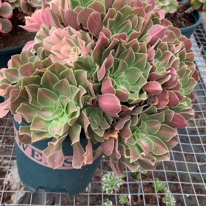 391阴阳法师多肉植物特价