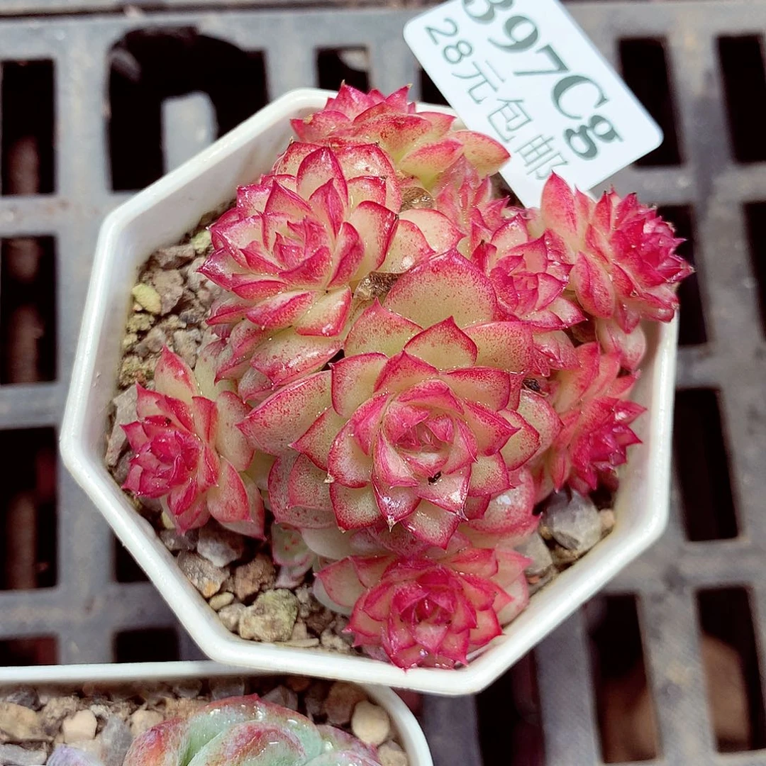 5厘米盆精控多肉397