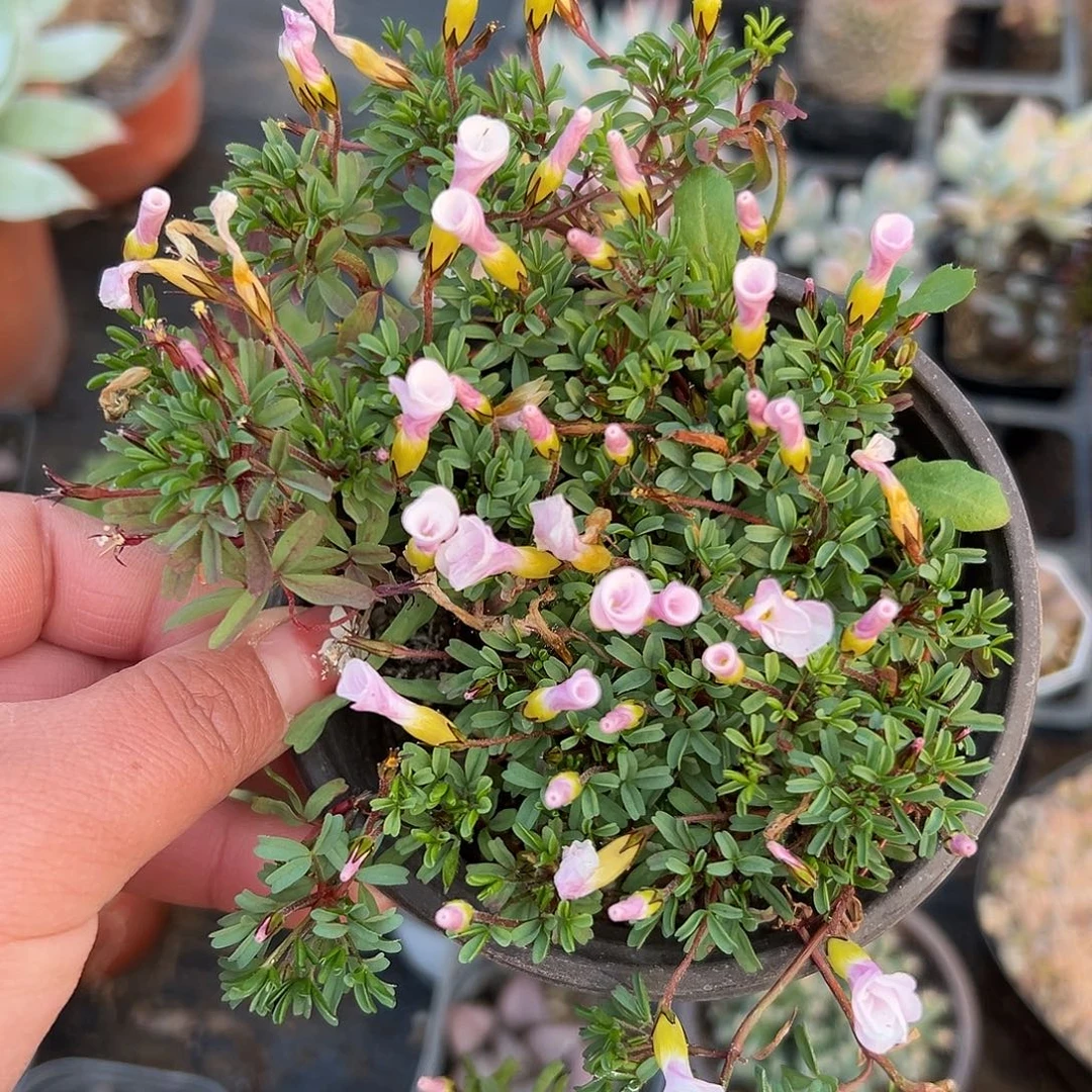 多肉植物酢浆草开花