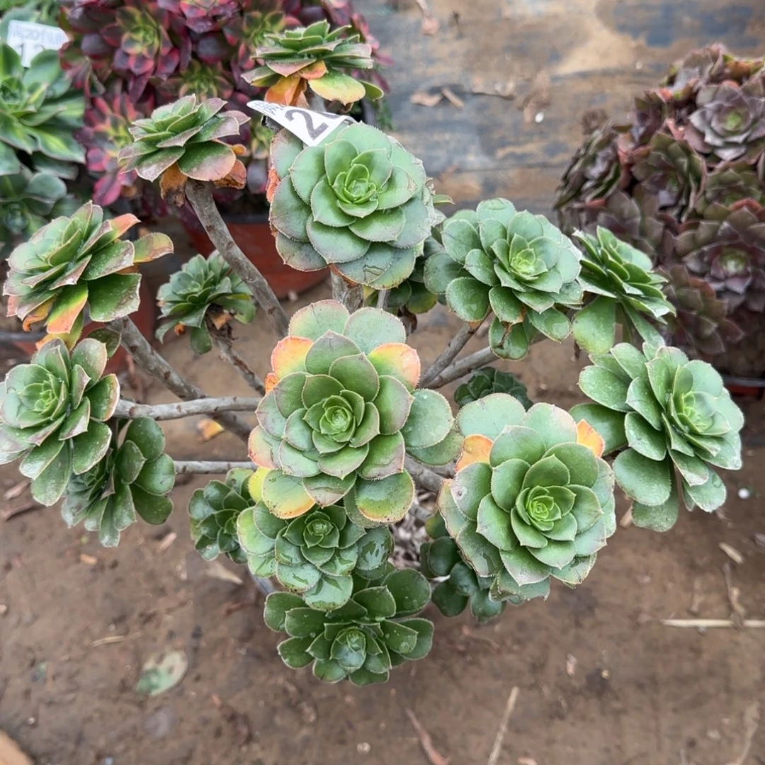 绿豆268满20包邮断枝不包