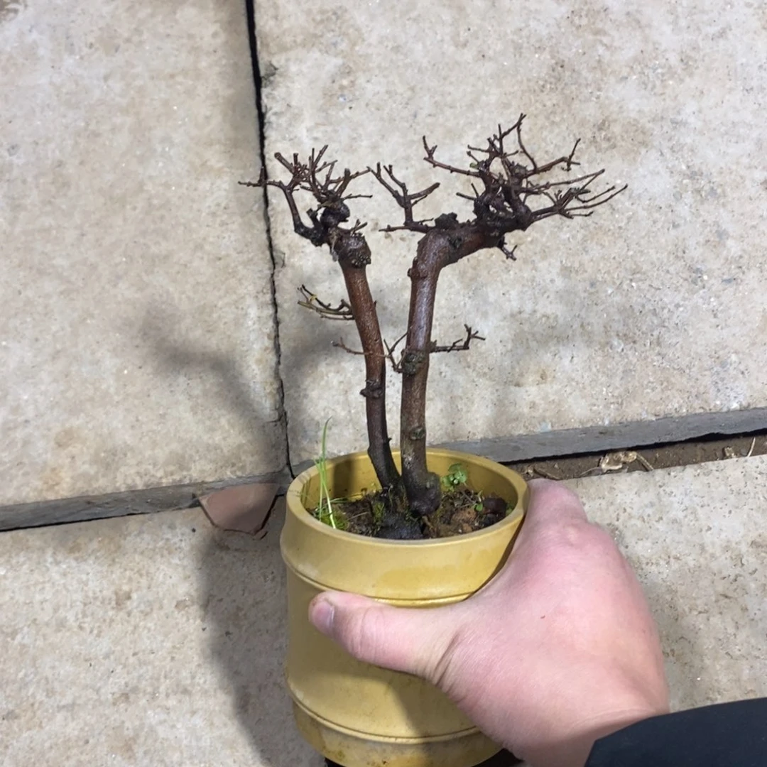 【闪购商品】雀梅盆景雀梅盆景