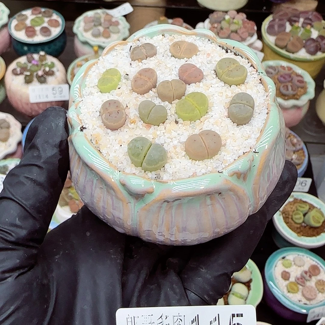 生石花满18包邮1114-115