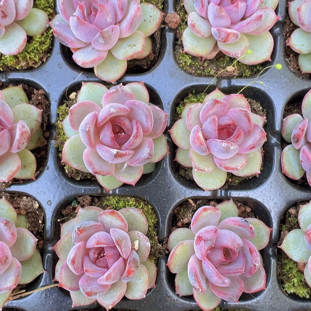 蓝莓苗3颗19包邮多肉