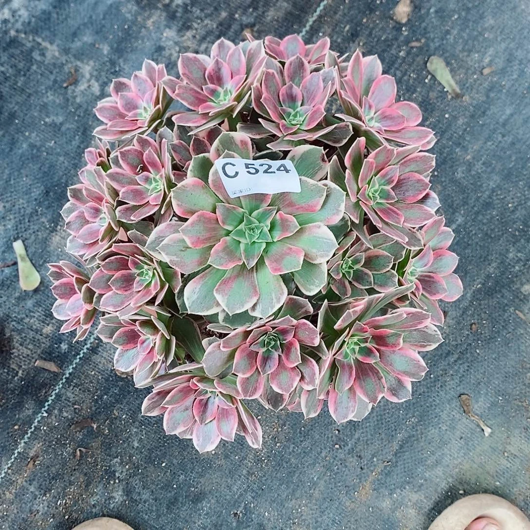 幻莎524多肉11111