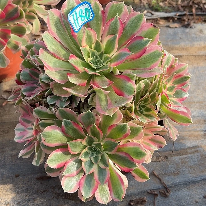 多肉植物布加迪1180