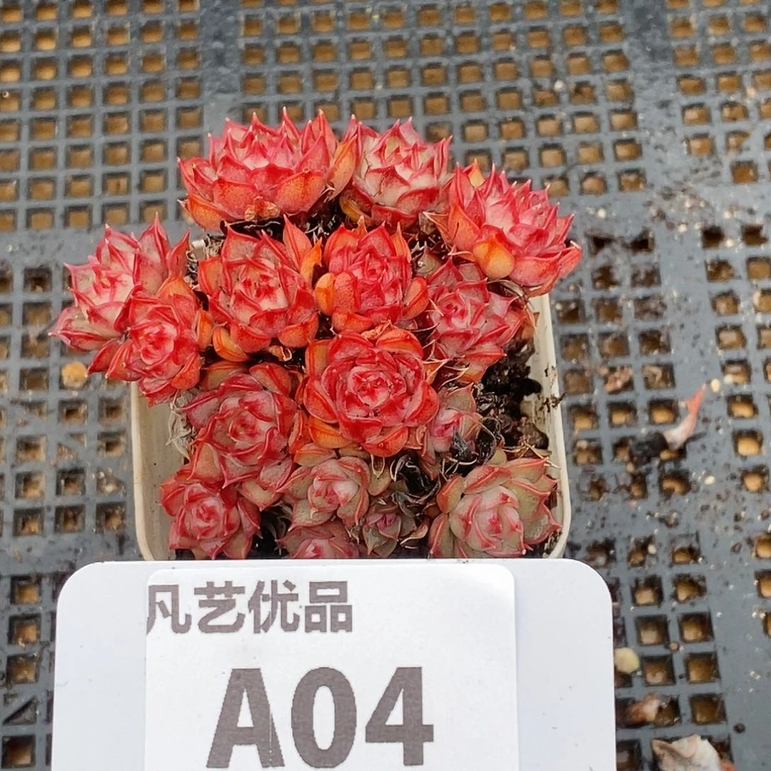 A04精品老桩粉安娜一物一拍