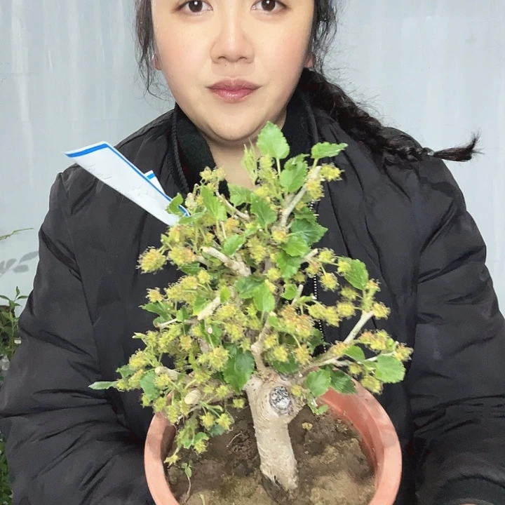 阿*原生姬果桑小叶小景